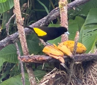 Dagua Apartment | balcon birds ecopolis