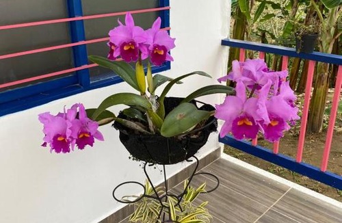 Calarca House | Finca TURISTICA EL JAZMIN
