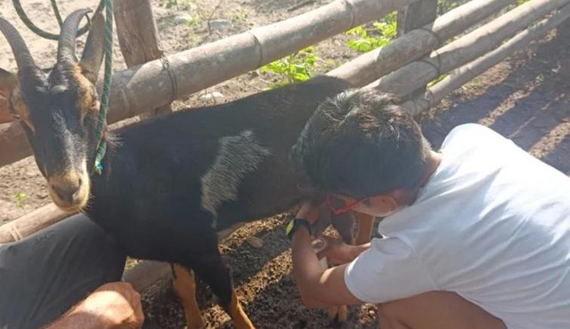 Pachingo la primavera