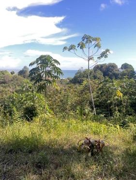 Pacific Dream Eco-Hostal