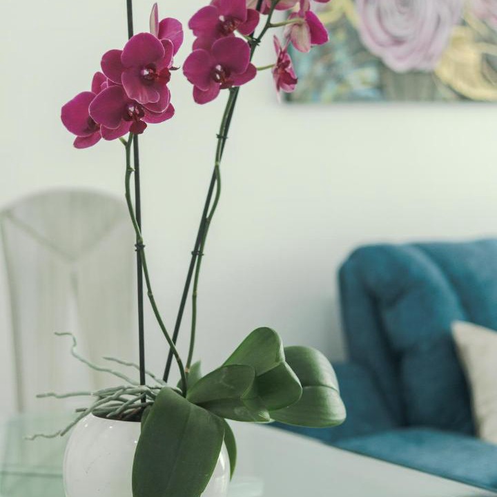 Nobsa Apartment | El Descanso del Sol