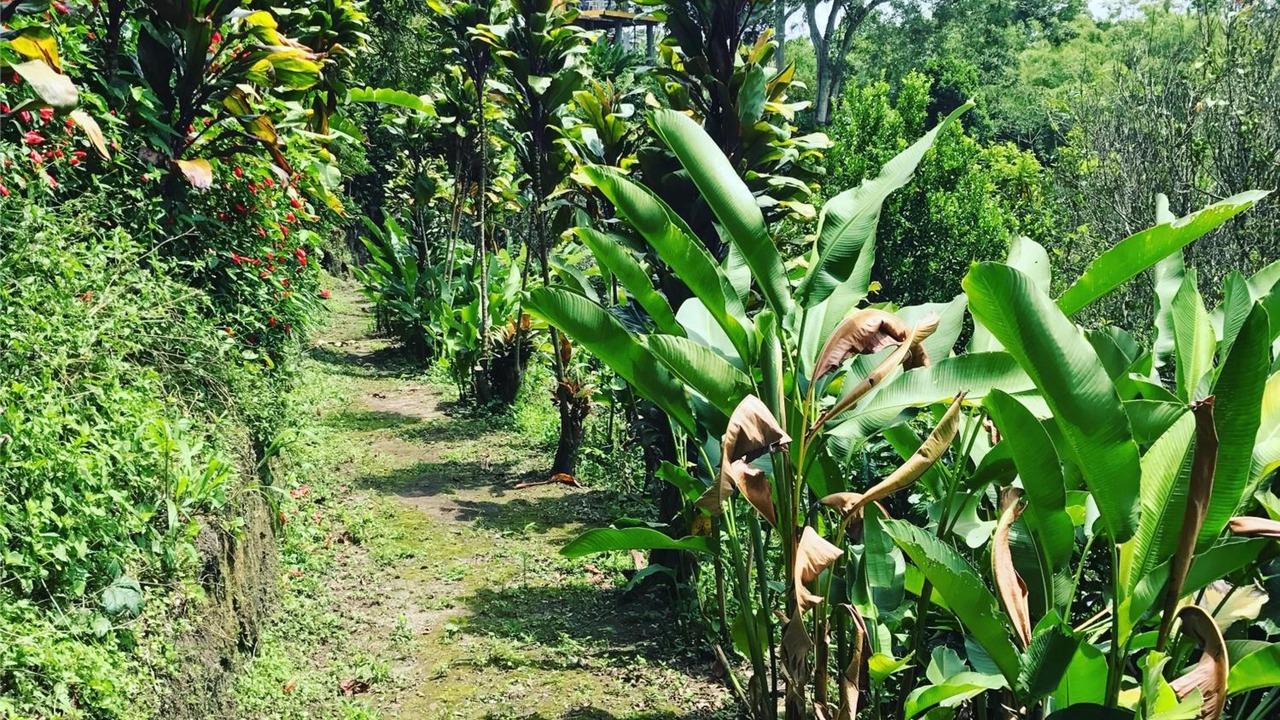 Photo of Outdoor in Quimbaya