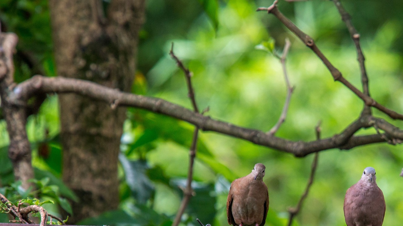 Photo of Outdoor in Villavicencio