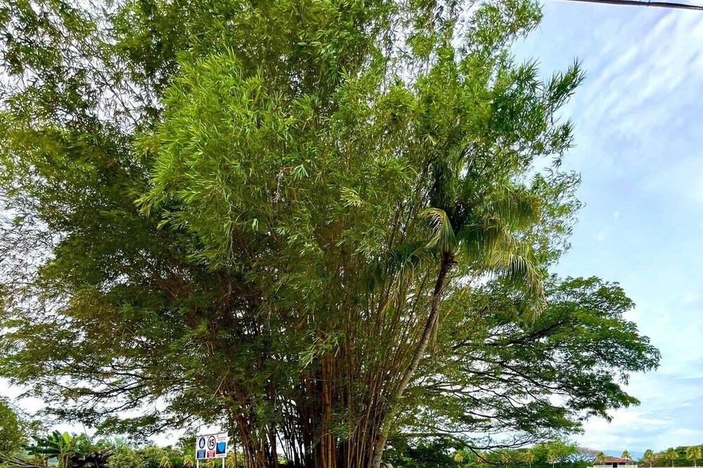 Photo of Outdoor in Venadillo