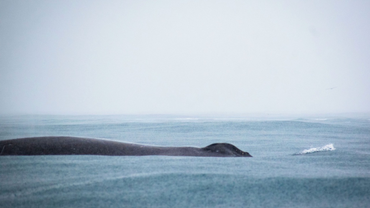 Photo of Others in Nuqui