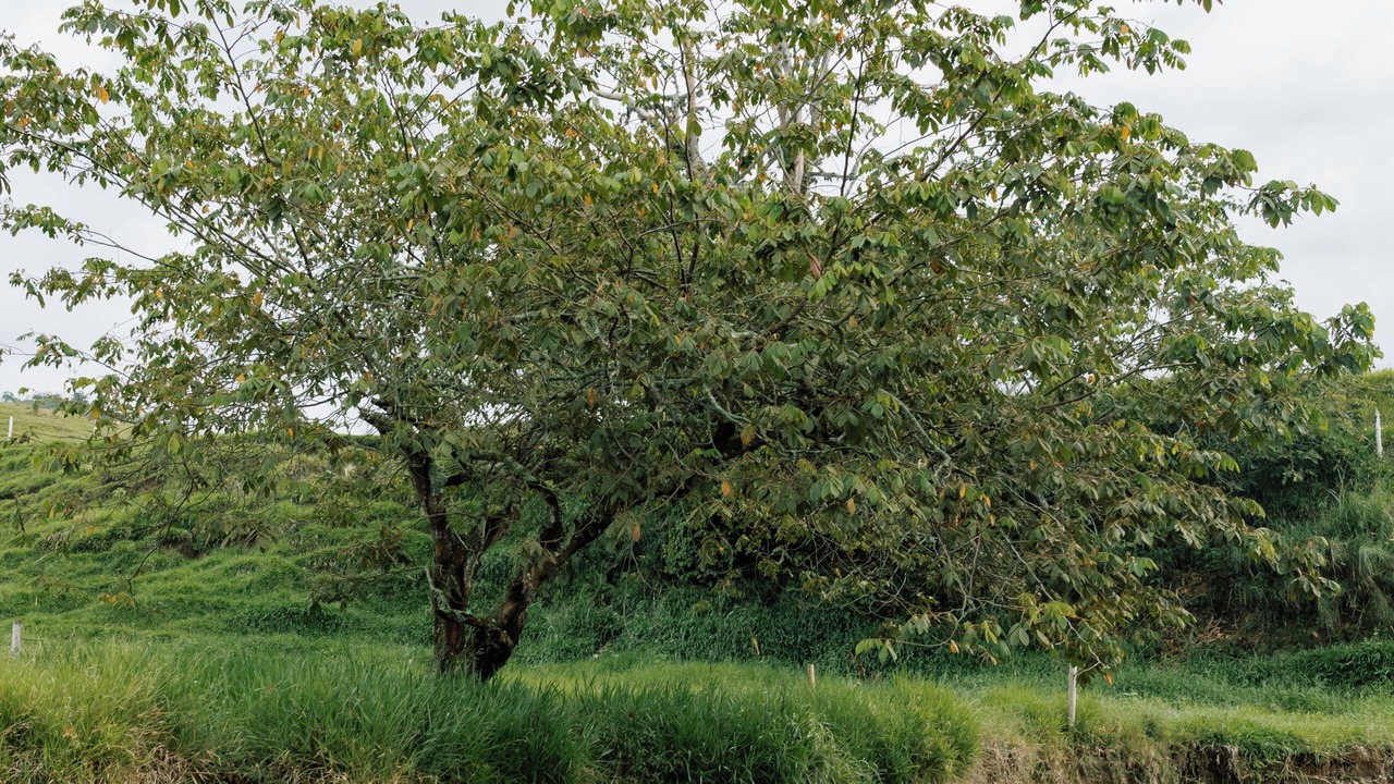 Photo of Outdoor in Pereira