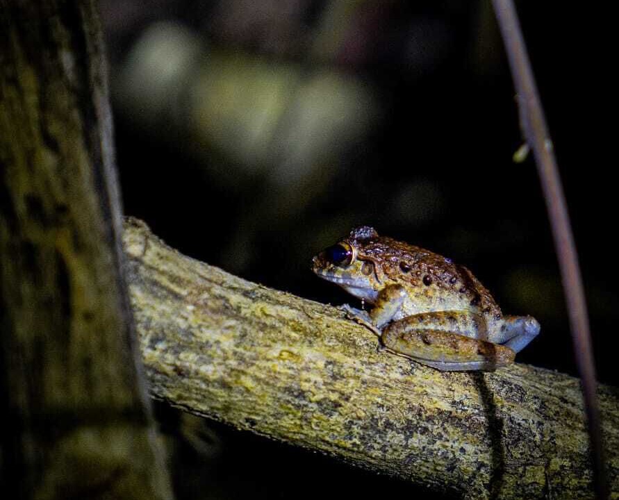 Photo of Outdoor in Nuqui