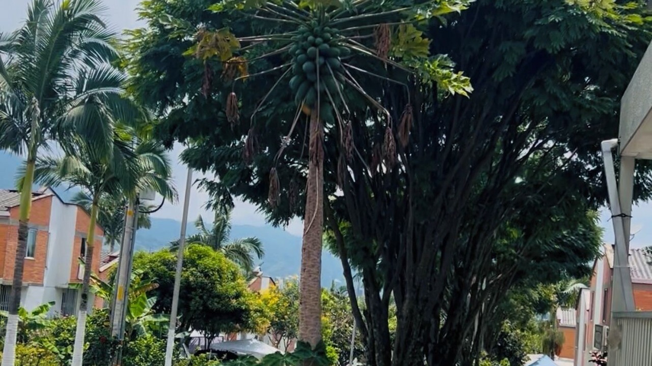 Photo of Outdoor in Pereira