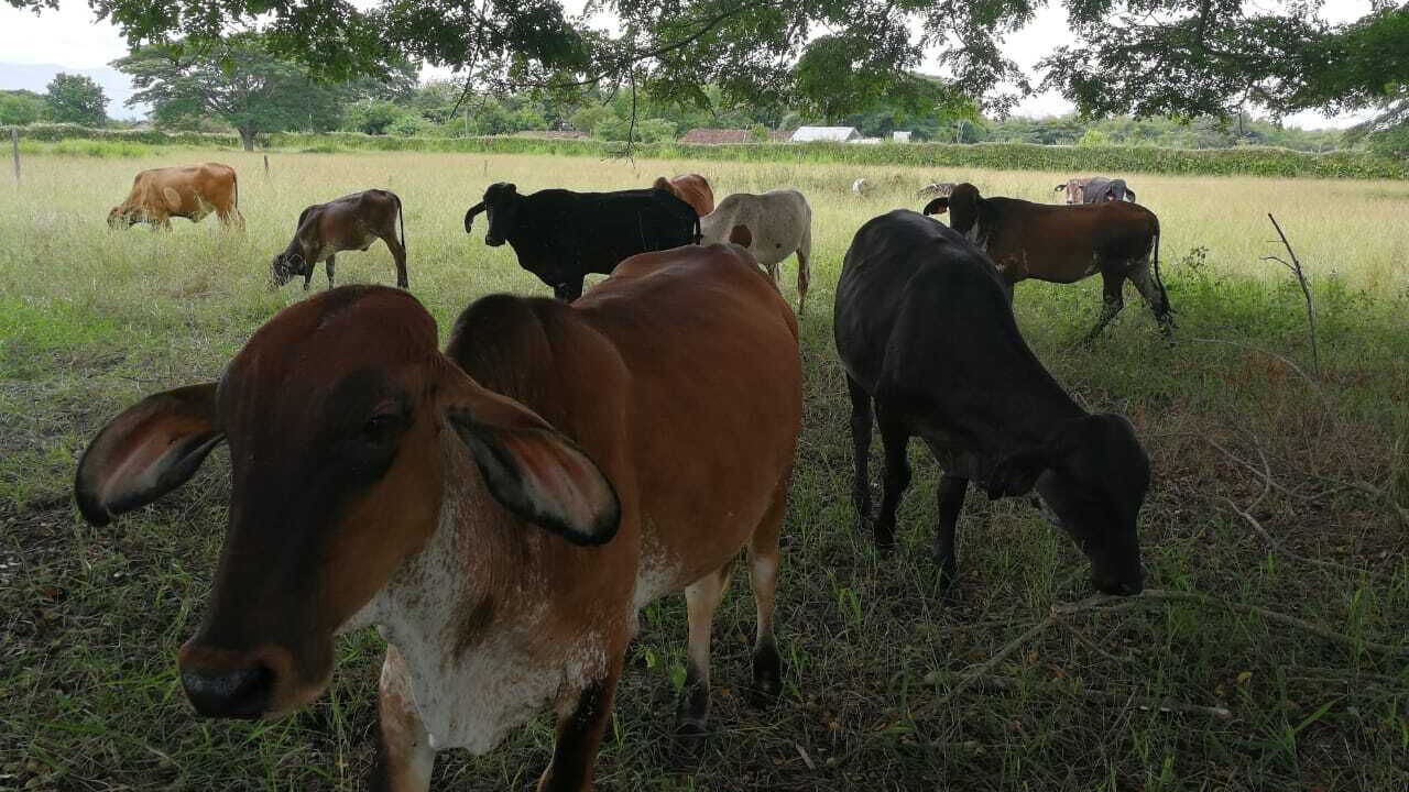 Photo of Others in La Victoria