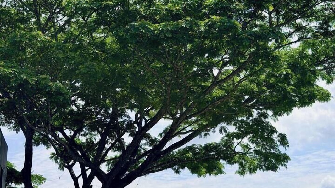 Photo of Outdoor in Pereira