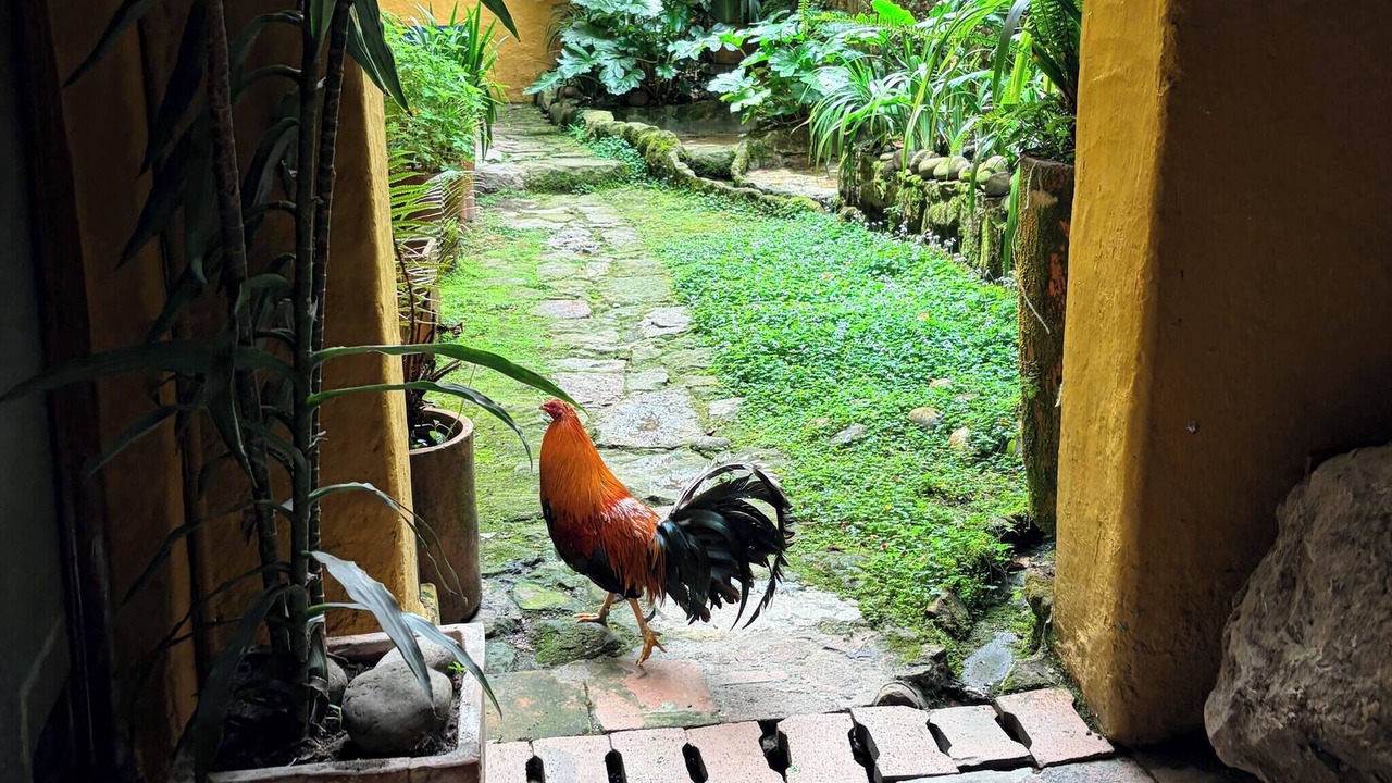 Photo of Outdoor in La Candelaria