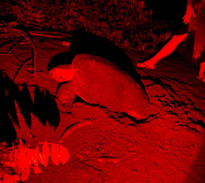 Photo of Others in Nuqui