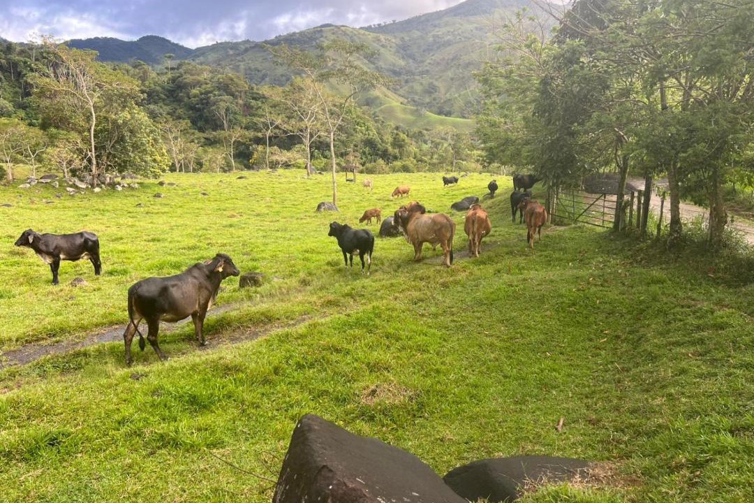 Photo of Others in Yolombo