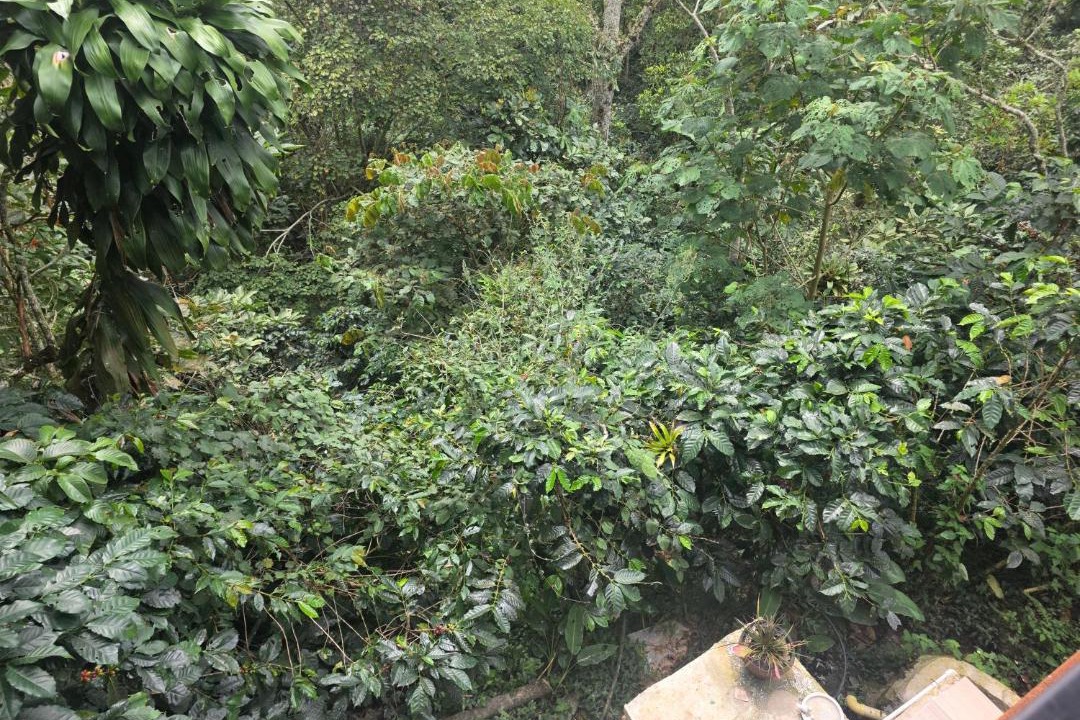 Photo of Others in San Antonio del Tequendama