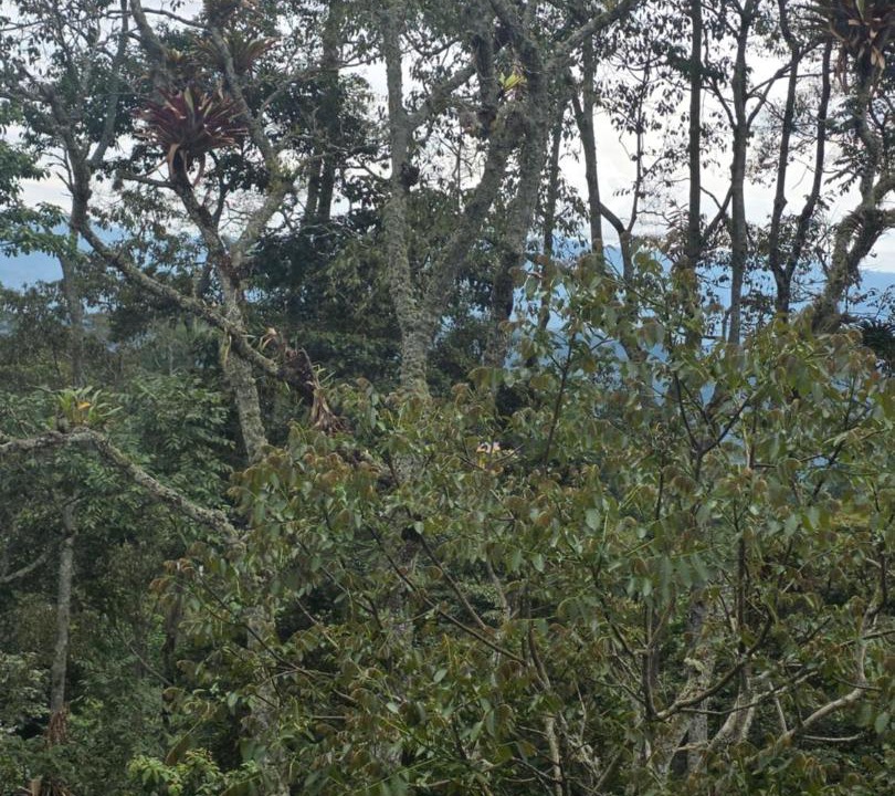 Photo of Others in San Antonio del Tequendama