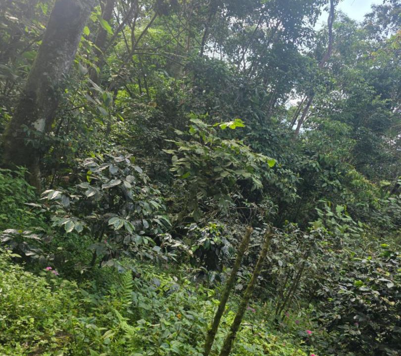 Photo of Others in San Antonio del Tequendama