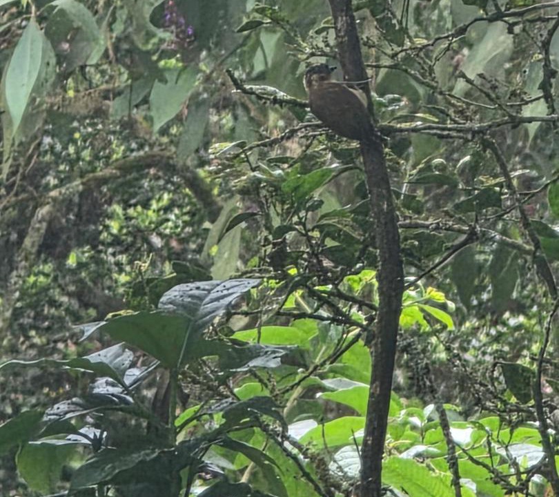 Photo of Others in San Antonio del Tequendama