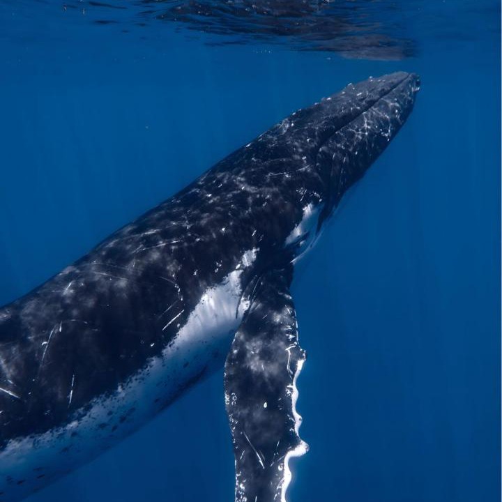 Photo of Others in Nuqui