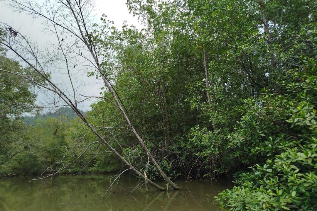 Photo of Others in Nuqui
