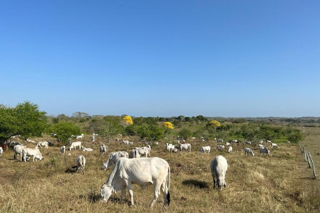 Photo of Others in Corozal