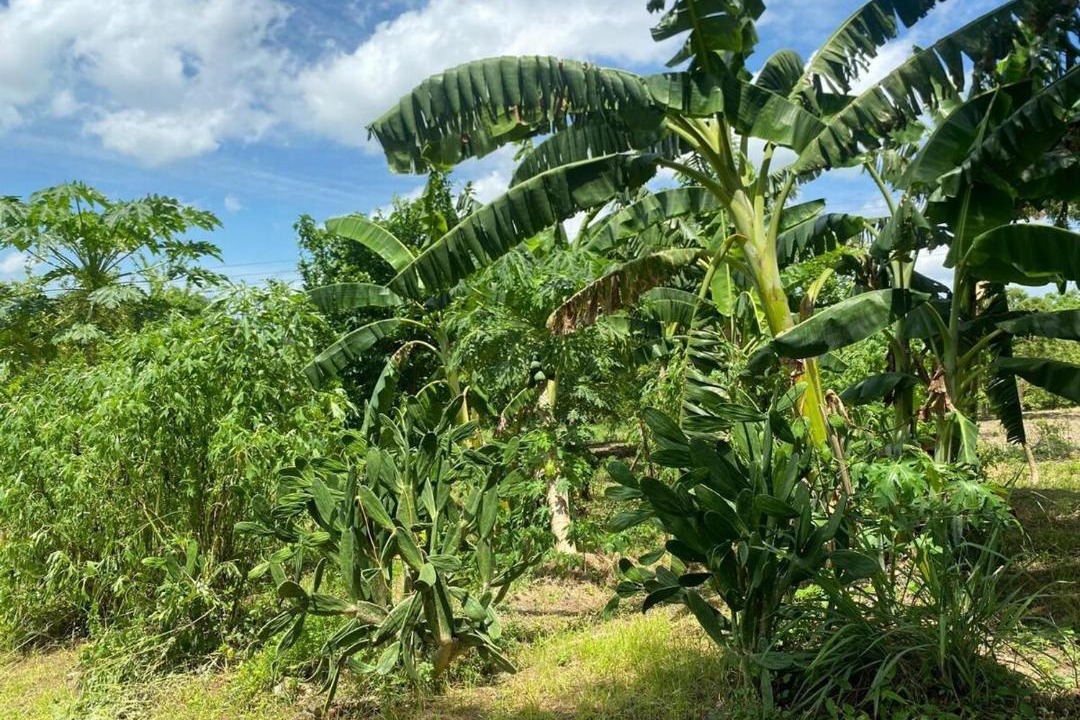 Photo of Others in Corozal