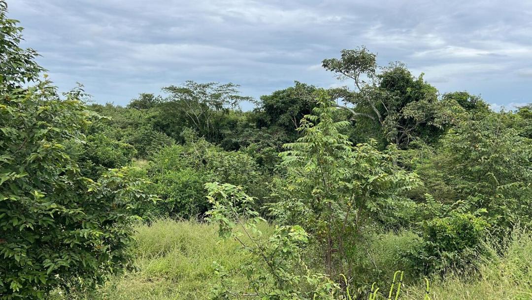 Photo of Others in Corozal