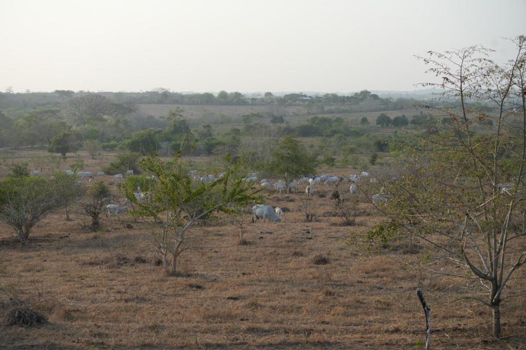 Photo of Others in Corozal