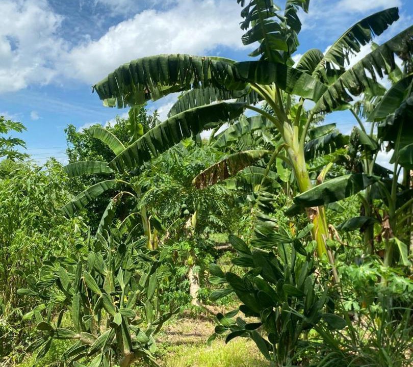 Photo of Others in Corozal