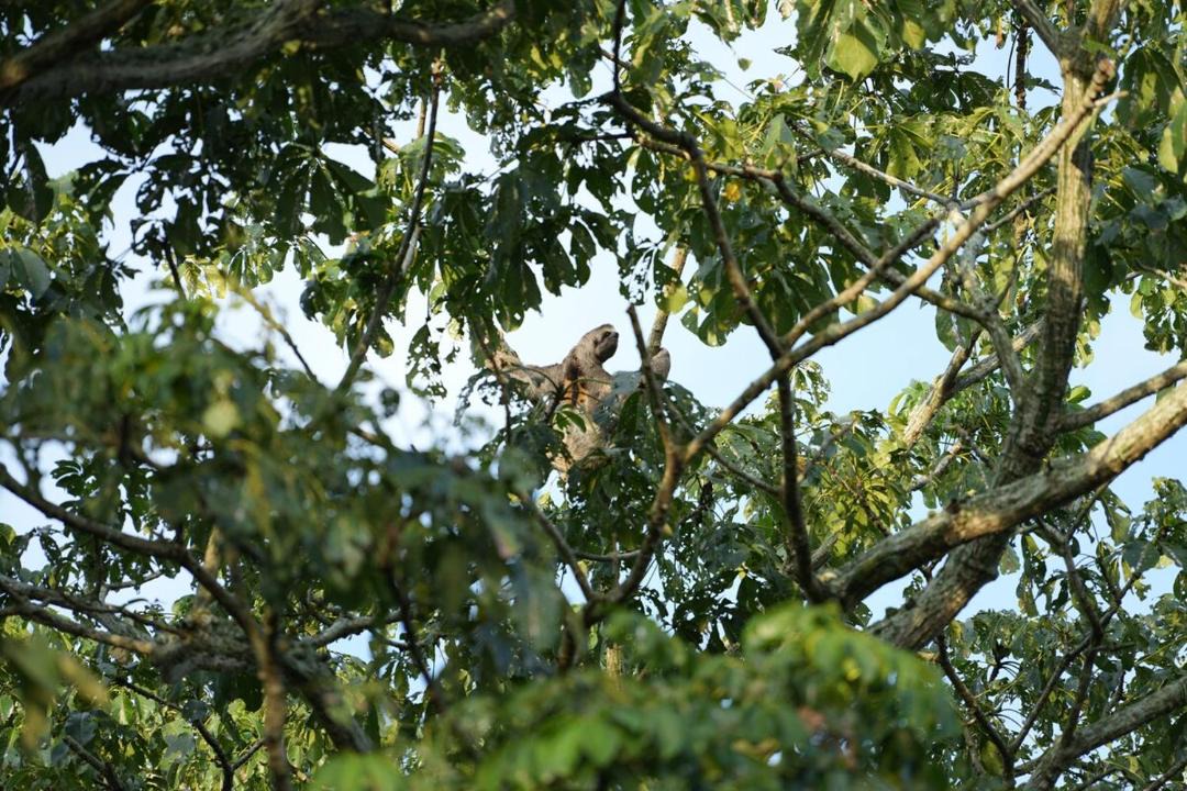 Photo of Others in Corozal