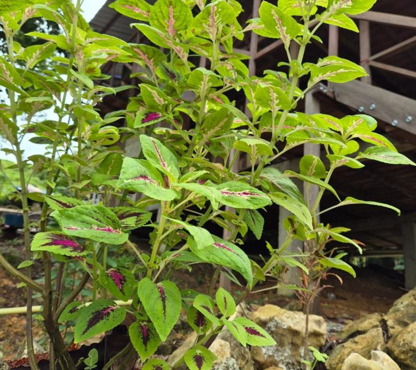 Photo of Outdoor in Arusi