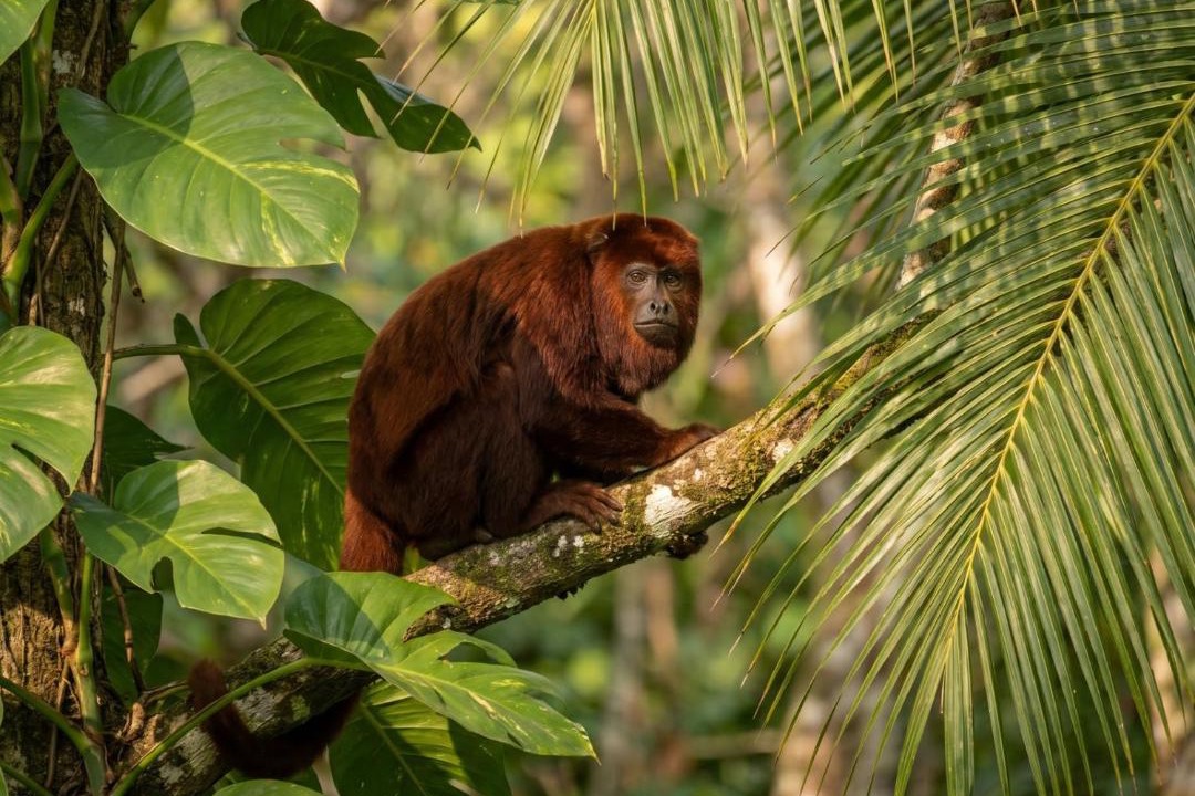 Photo of Others in Guachaca