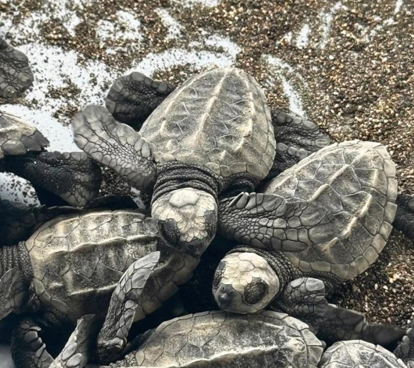 Photo of Others in Nuqui
