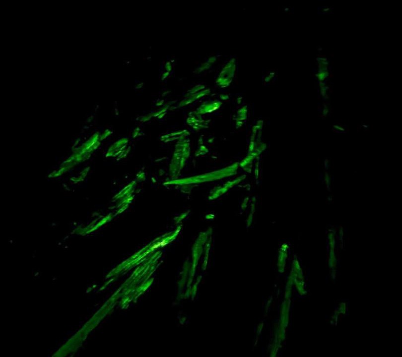 Photo of Others in Nuqui