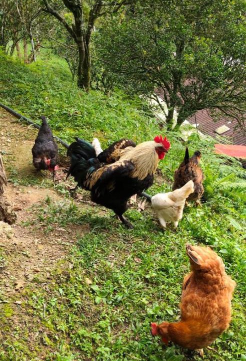 Photo of Others in Sasaima