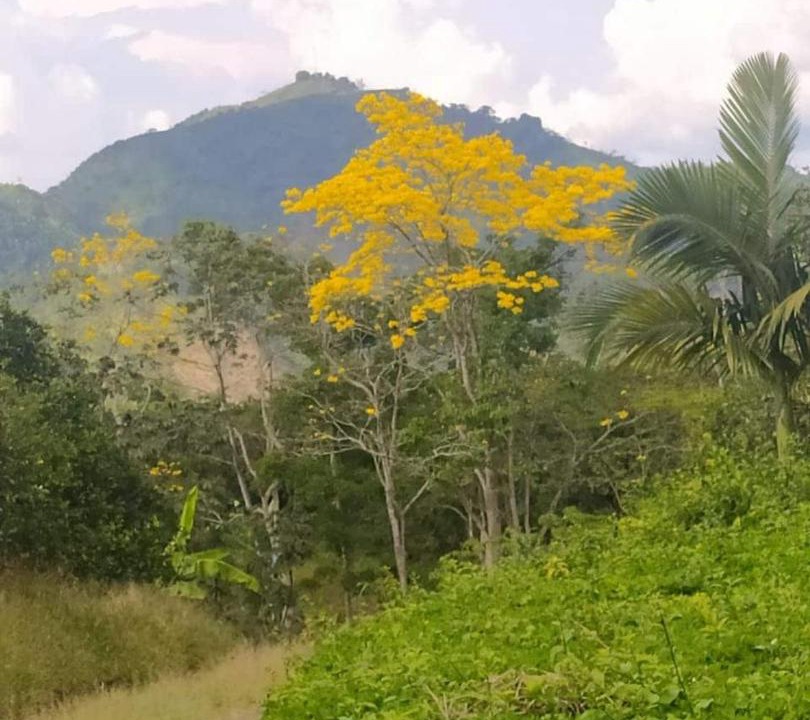 Photo of Others in Pereira