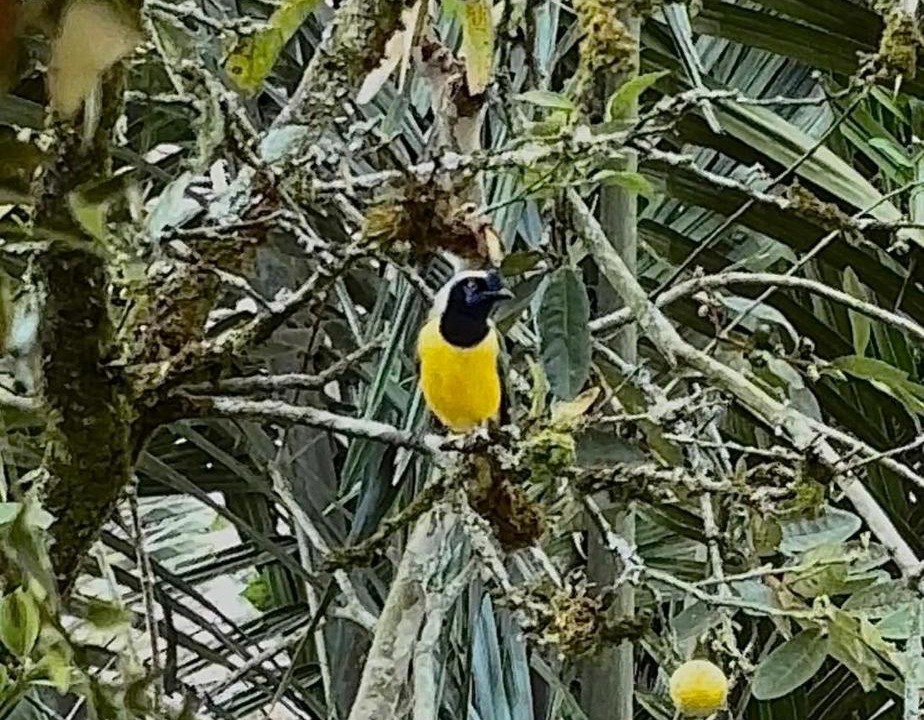 Photo of Others in Jardin