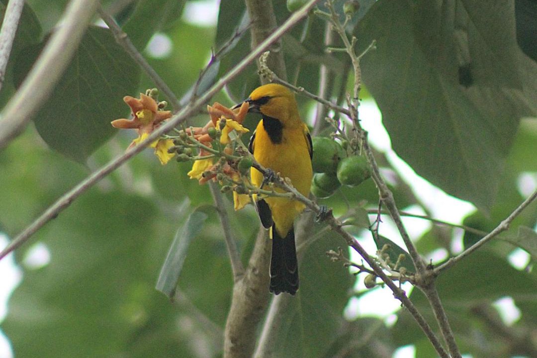 Photo of Others in Palomino