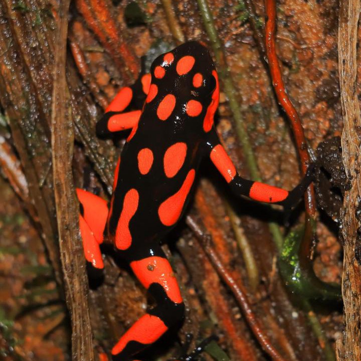 Photo of Others in Nuqui