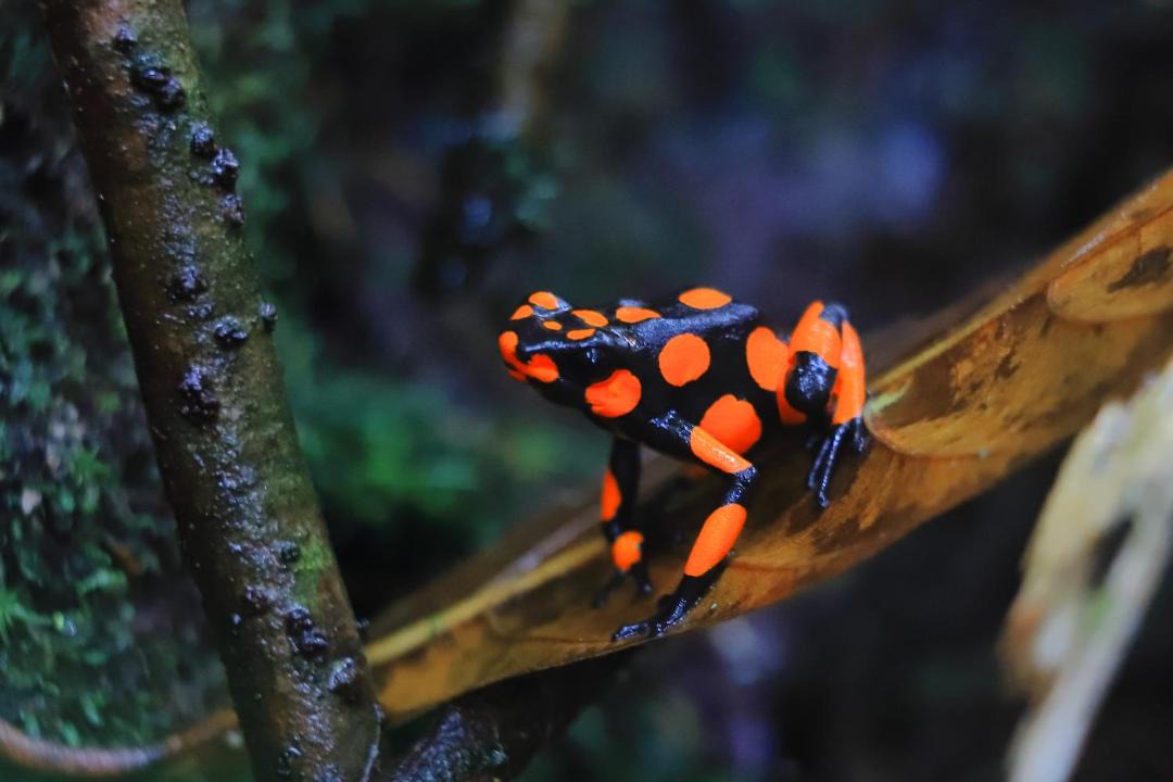 Photo of Others in Nuqui