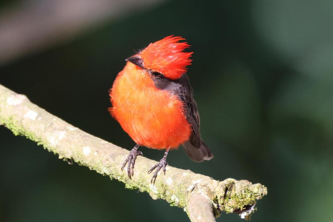 Photo of Others in Pereira