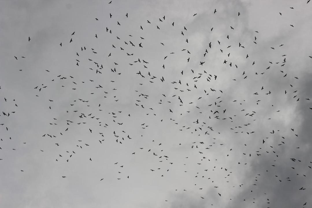 Photo of Others in Unguia