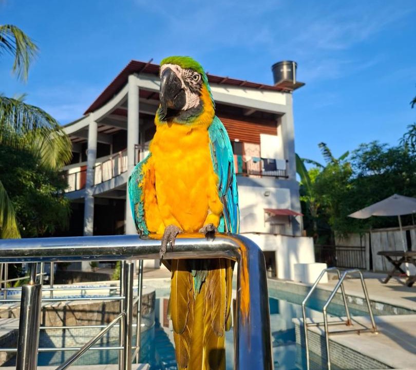 Photo of Others in Palomino