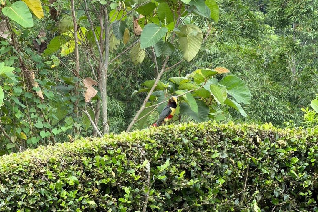 Photo of Others in Acacias