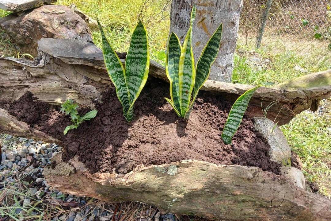 Photo of Outdoor in Jardin
