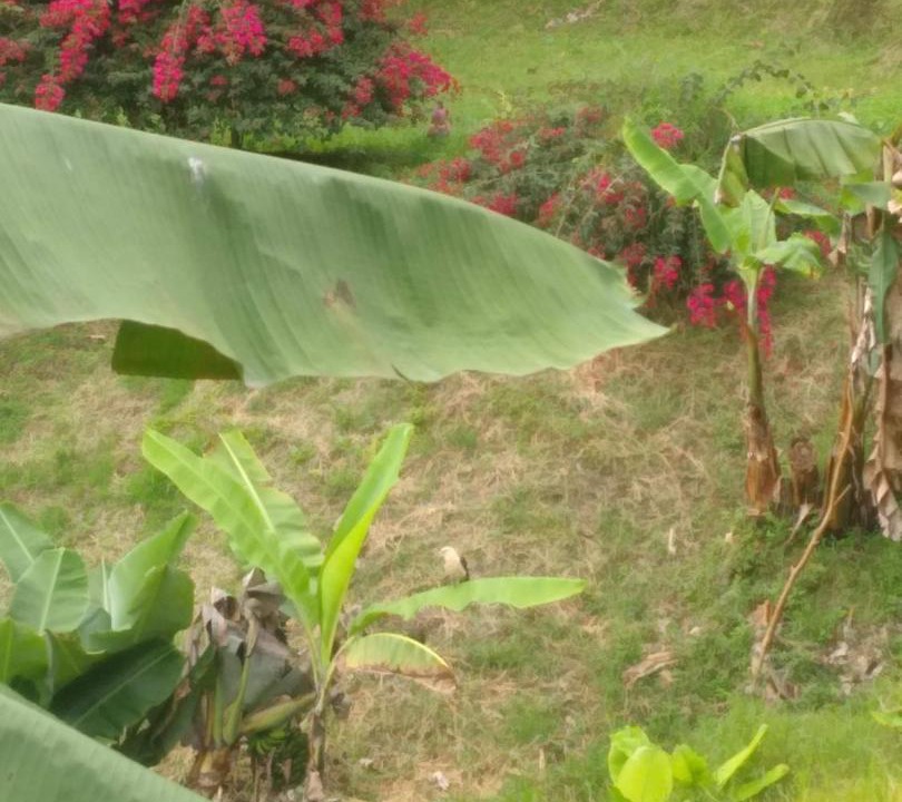 Photo of Others in Las Mercedes