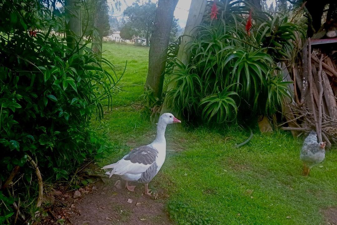 Photo of Others in Guatavita