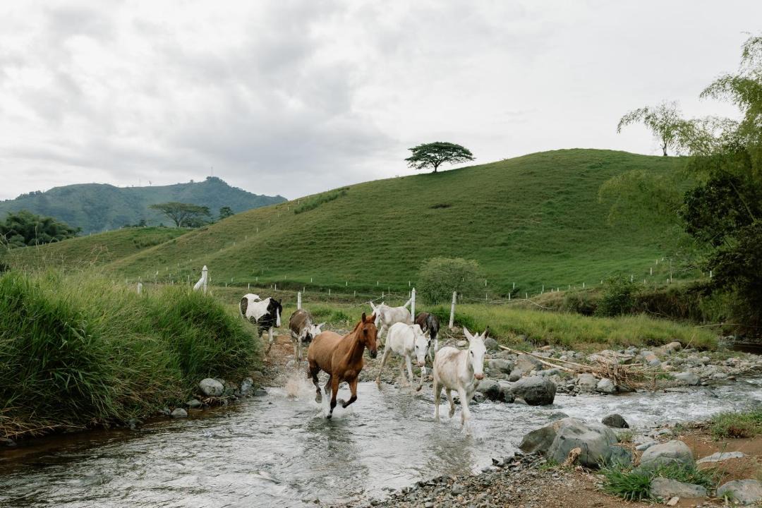 Photo of Others in Pereira