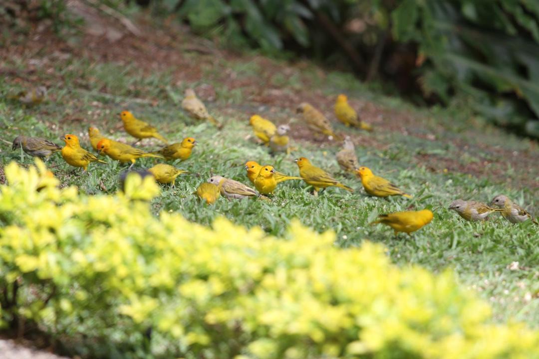 Photo of Others in Pereira