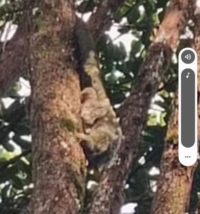Photo of Others in Uramba National Park