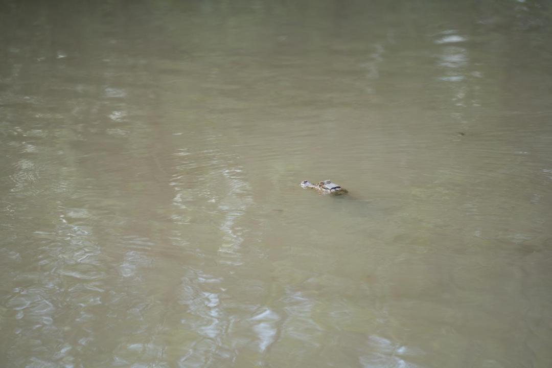 Photo of Others in Orocue